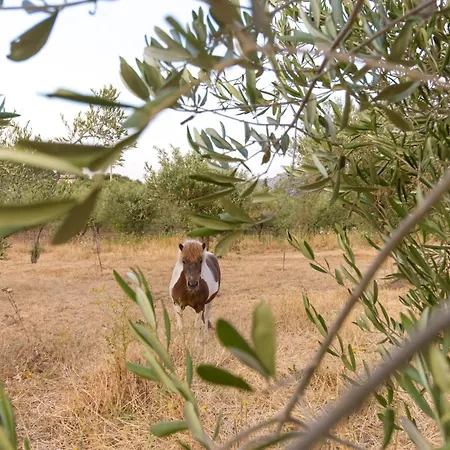 Dimora S'ena Manna 아파트