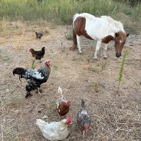 Dimora S'ena Manna 아파트 *