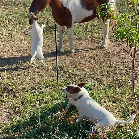 Dimora S'ena Manna 아파트 오리에나